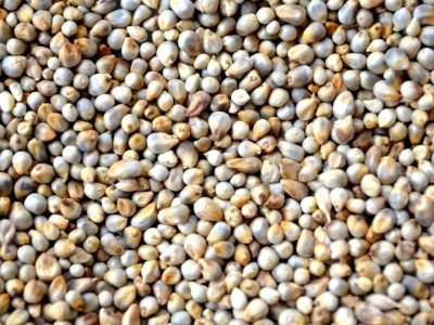 Pearl Millet