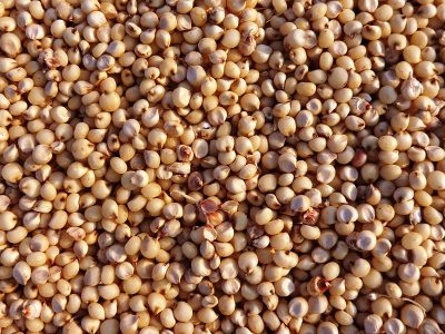 Sorghum Millet