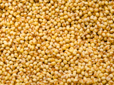 foxtail millet